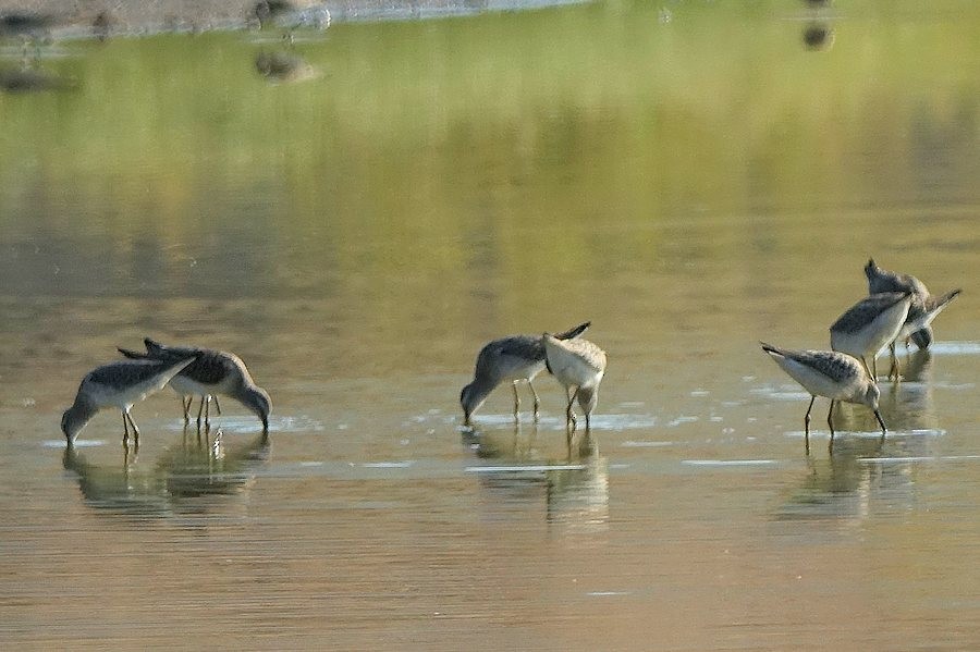 高蹺濱鷸 - ML369288251