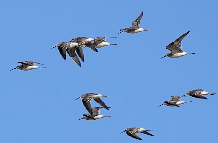 Stilt Sandpiper - ML369288271