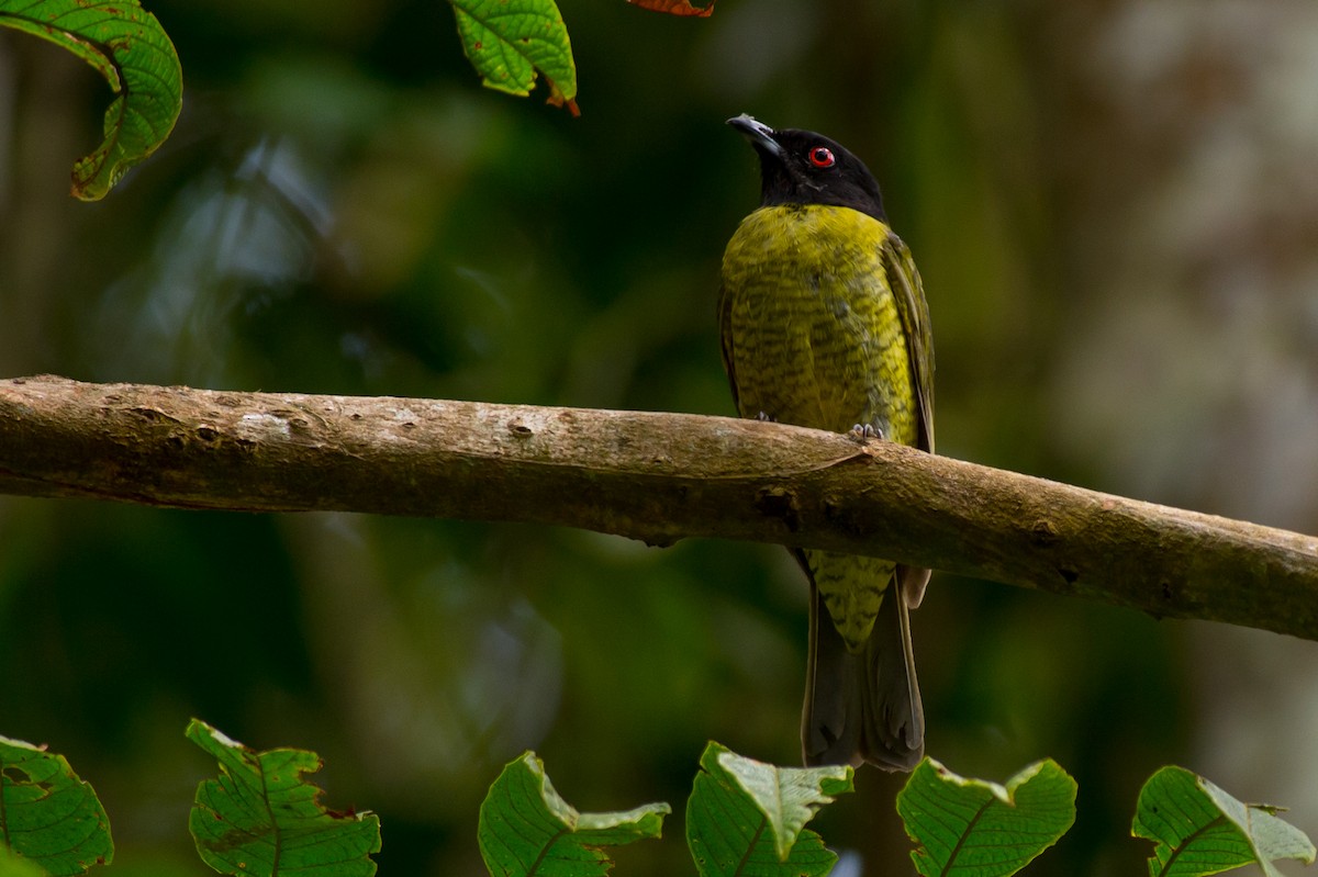 Black-headed Berryeater - ML36928831