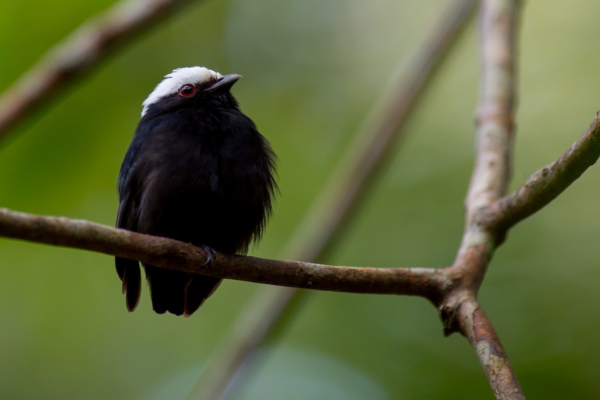 Manakin à tête blanche - ML36928921