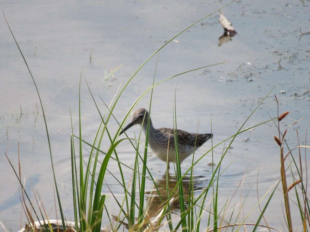 Greater Yellowlegs - ML369289471