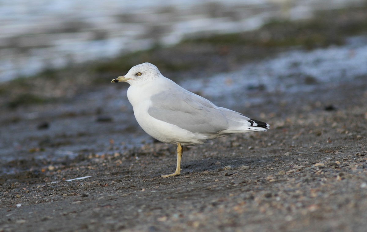 Ring-billed Gull - ML369289751