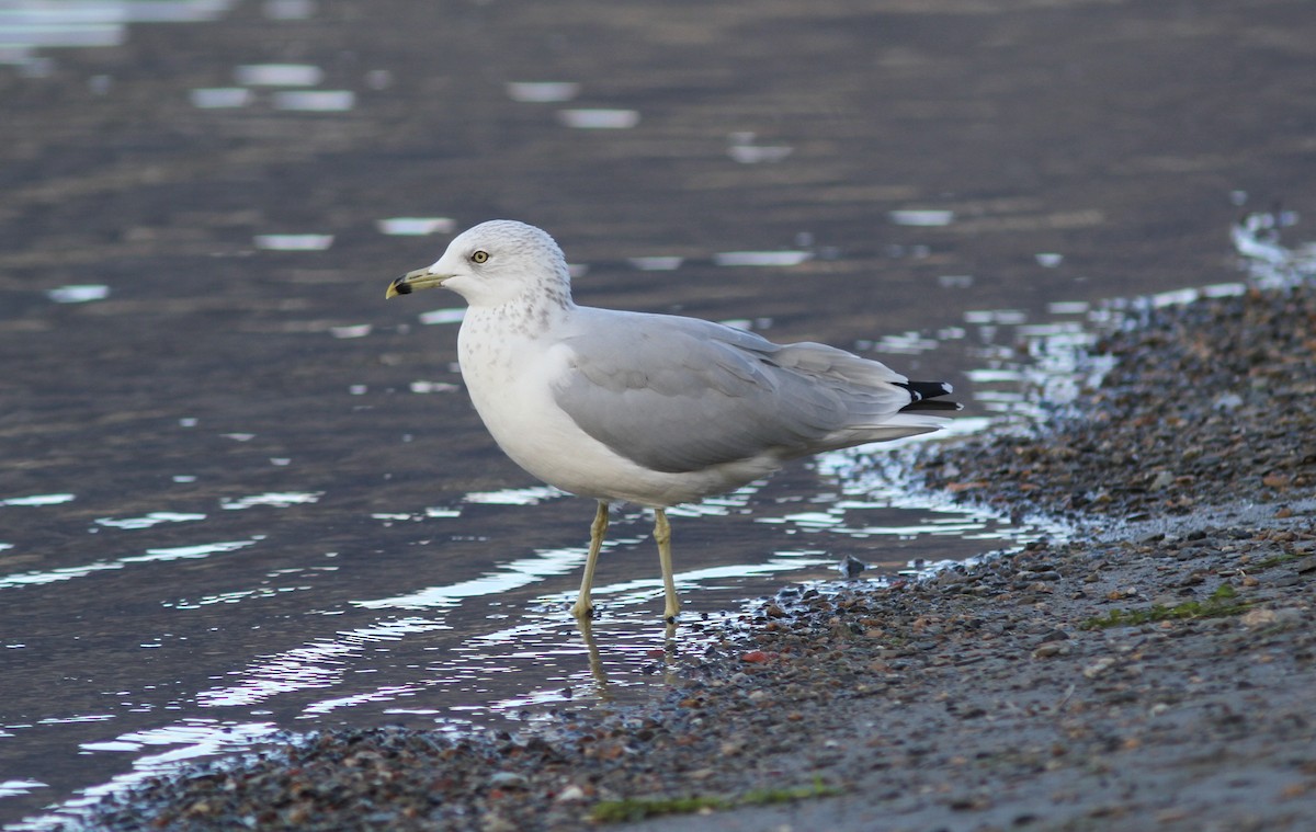 Ring-billed Gull - ML369289811