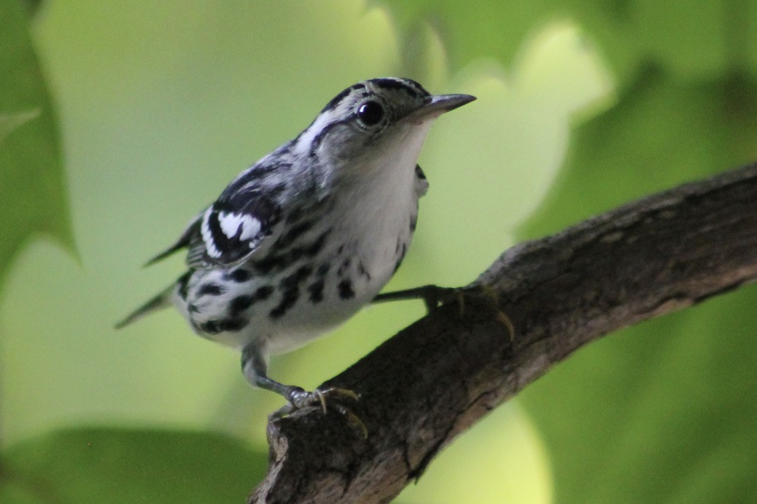 Black-and-white Warbler - Kevin Markham