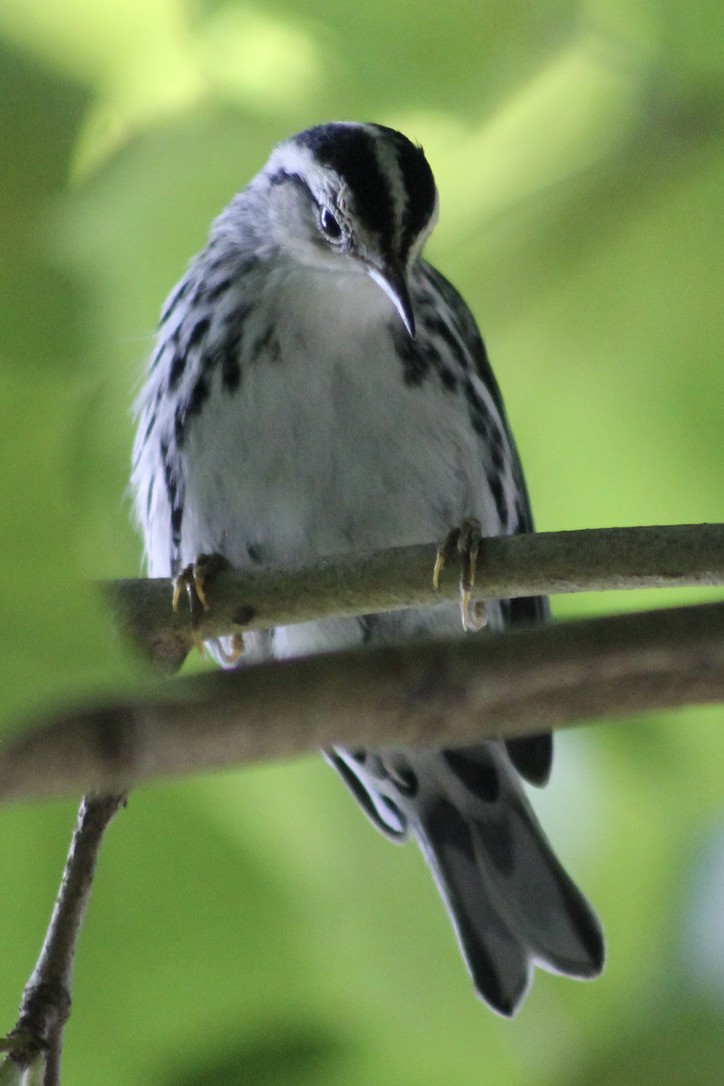 Black-and-white Warbler - Kevin Markham