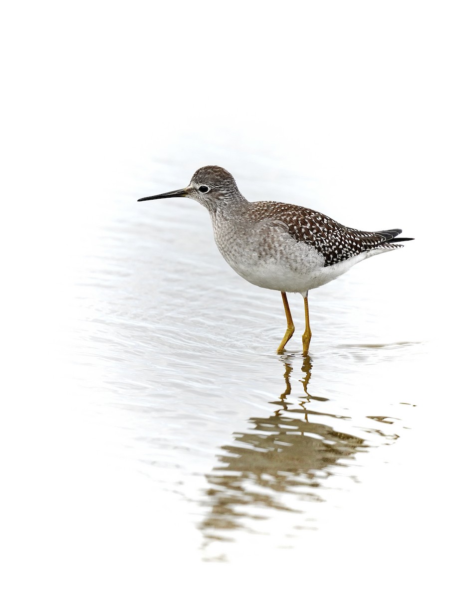 Lesser Yellowlegs - Louis Lessard