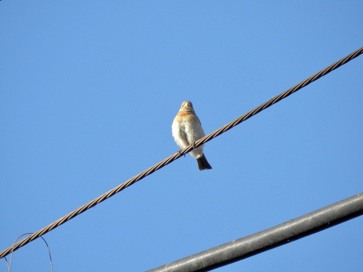 Lazuli Bunting - ML369294471
