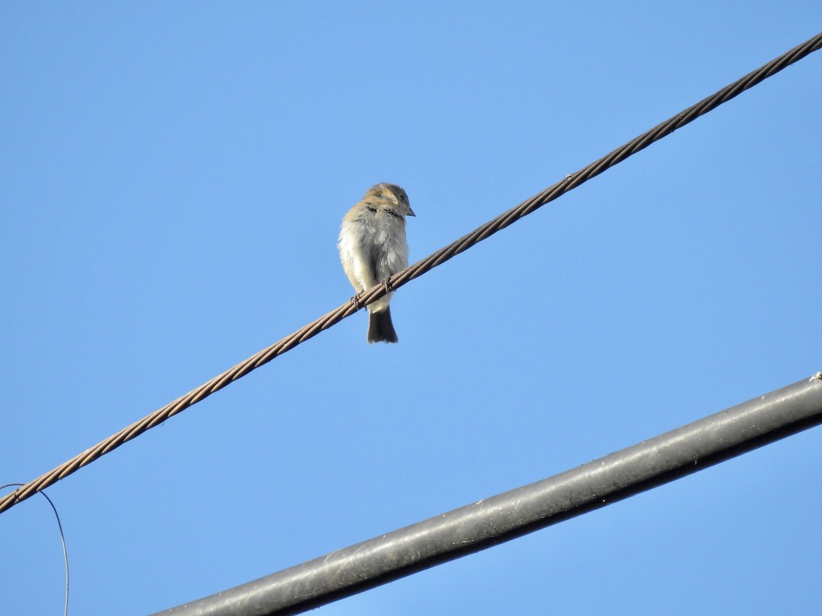 Lazuli Bunting - ML369294491
