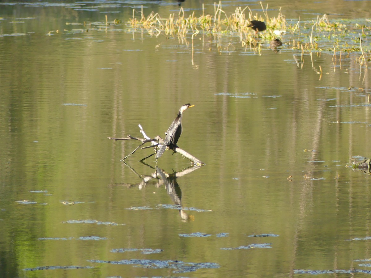 Little Pied Cormorant - ML369295261