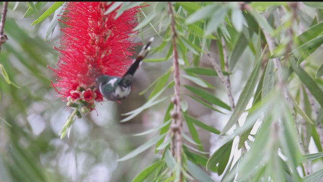 Colibri zémès - ML369296501