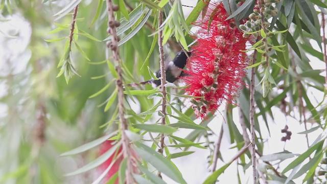 Colibri zémès - ML369296511