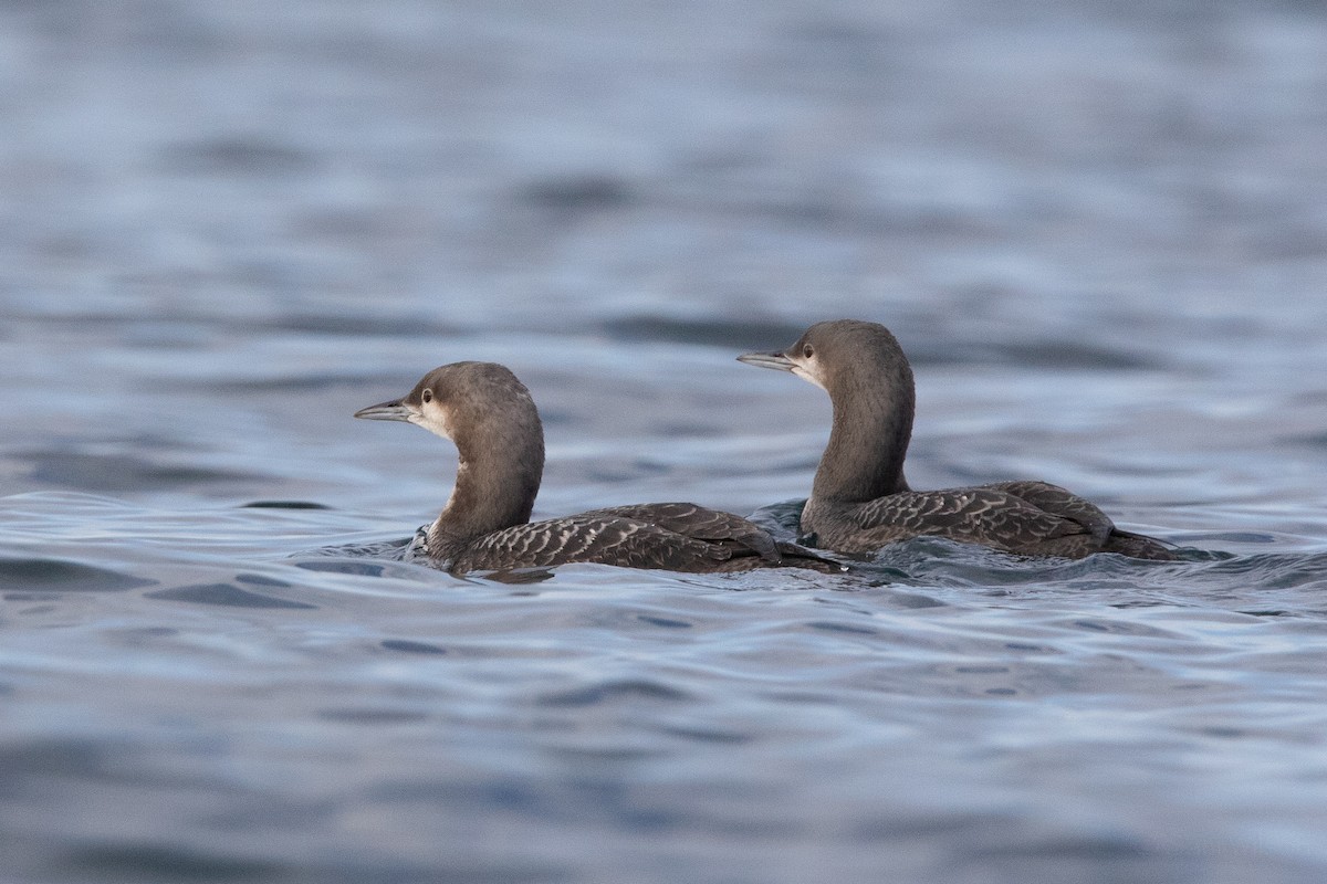 Arctic/Pacific Loon - Sam Wilson