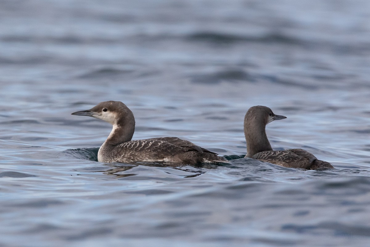 Arctic/Pacific Loon - Sam Wilson