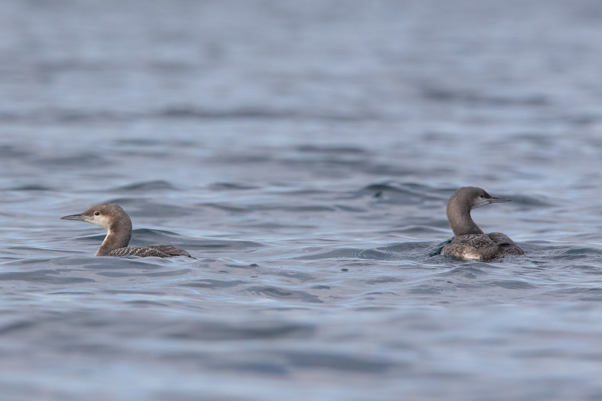 Arctic/Pacific Loon - Sam Wilson