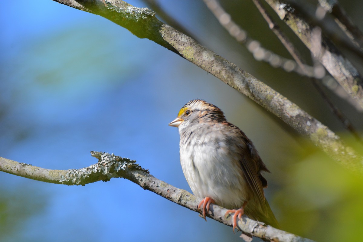 White-throated Sparrow - ML36929681