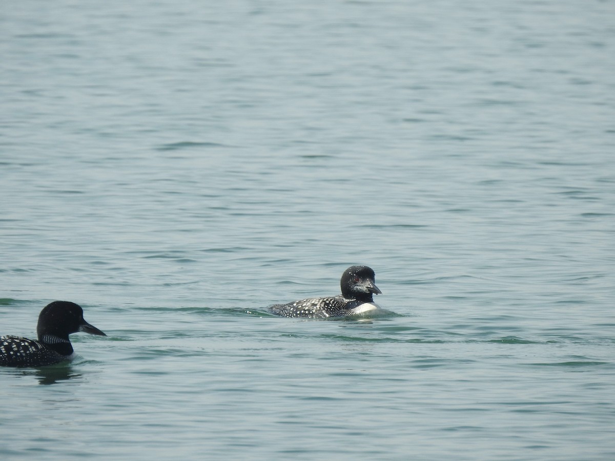 Common Loon - ML369297231