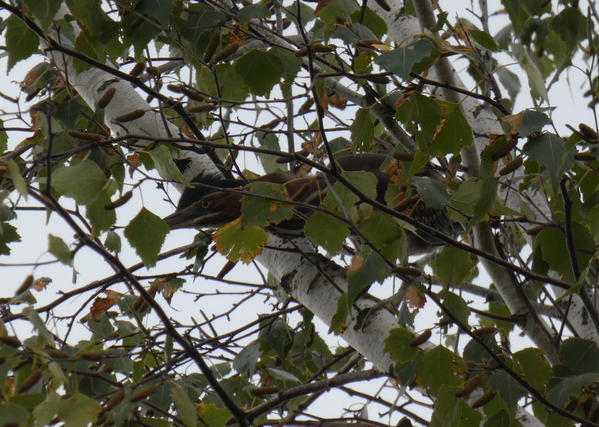 Green Heron - ML369297401