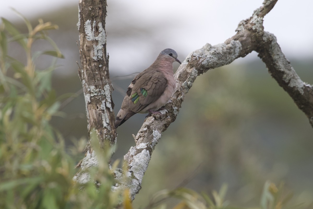 Emerald-spotted Wood-Dove - ML369297821