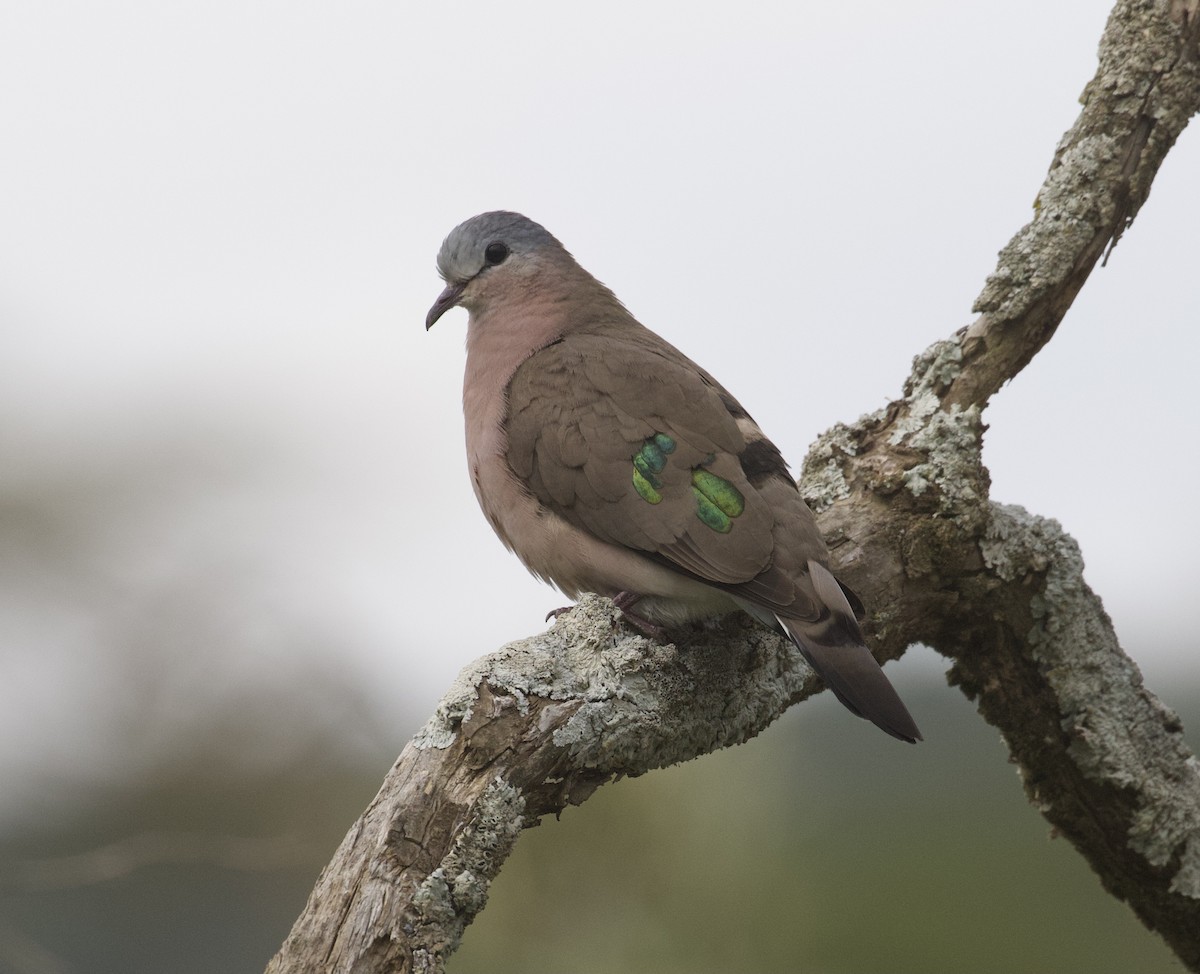 Emerald-spotted Wood-Dove - ML369297831