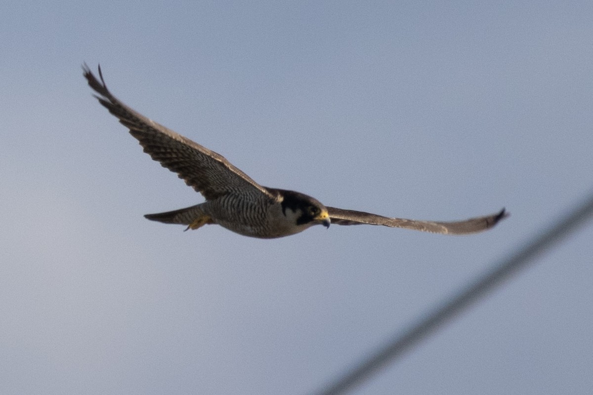 Peregrine Falcon - ML369299481