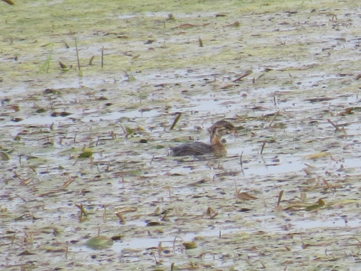 Pied-billed Grebe - ML369299691