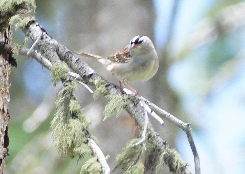 White-crowned Sparrow (oriantha) - ML369301311