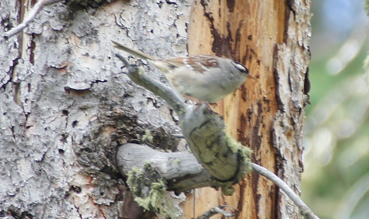 White-crowned Sparrow (oriantha) - ML369301321