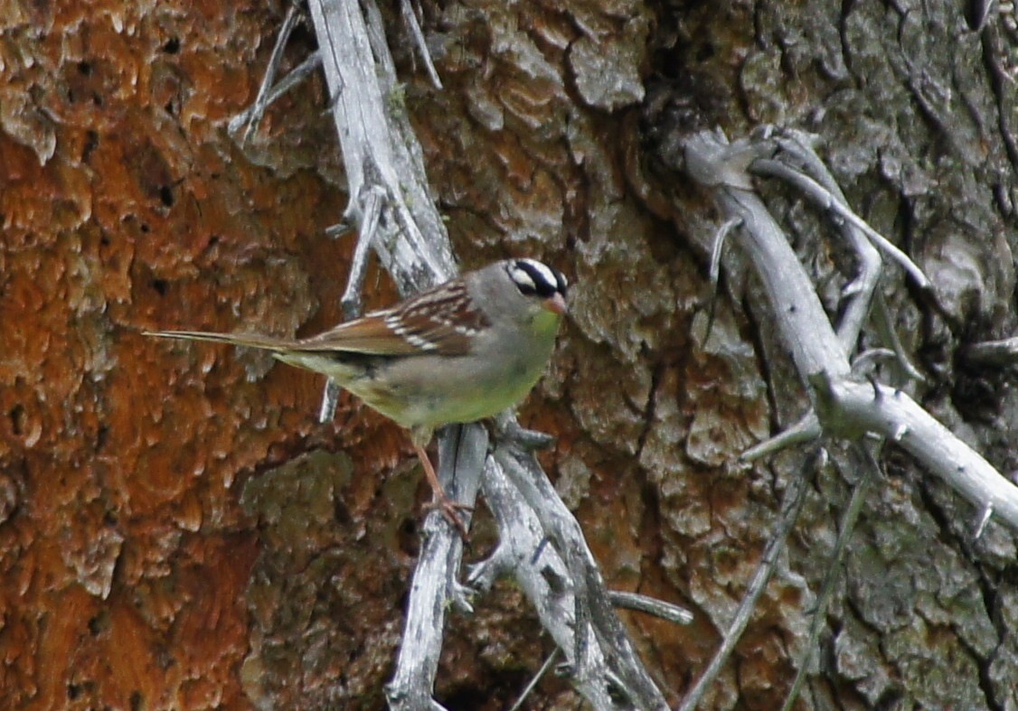 White-crowned Sparrow (oriantha) - ML369301491