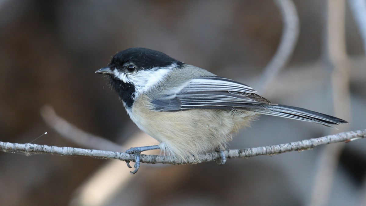 Black-capped Chickadee - ML36930231