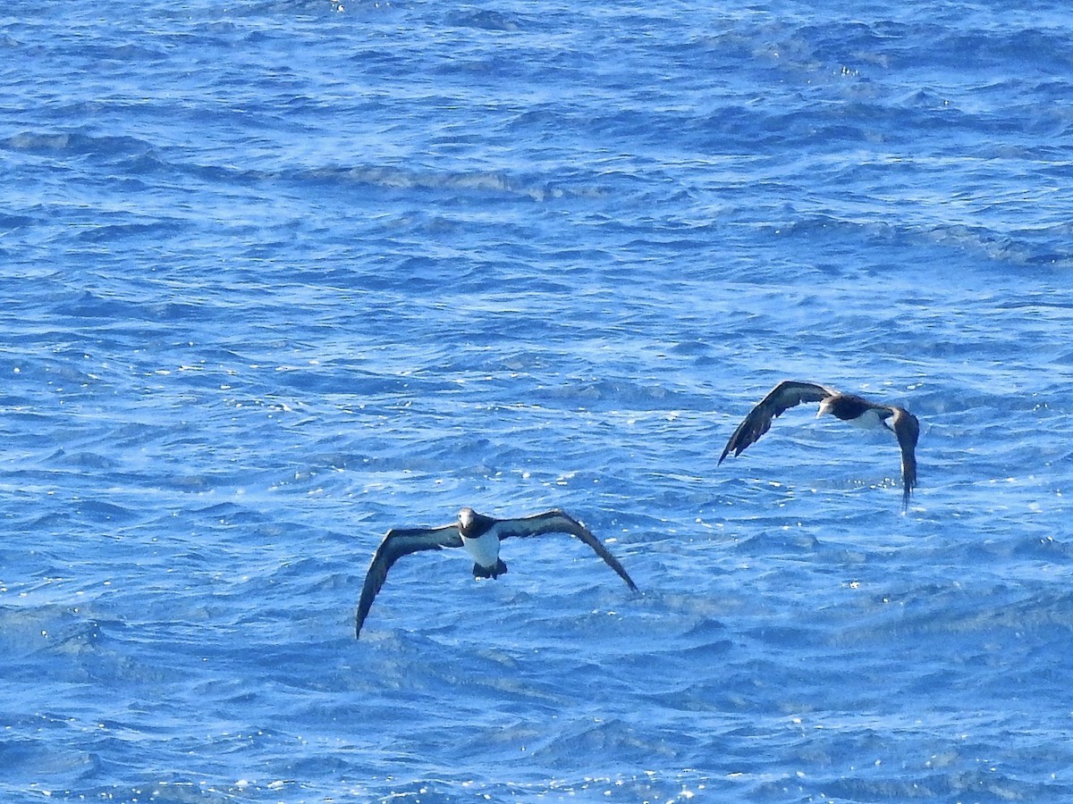 Brown Booby - ML369302701