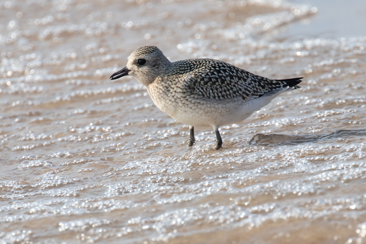 Black-bellied Plover - ML369302781