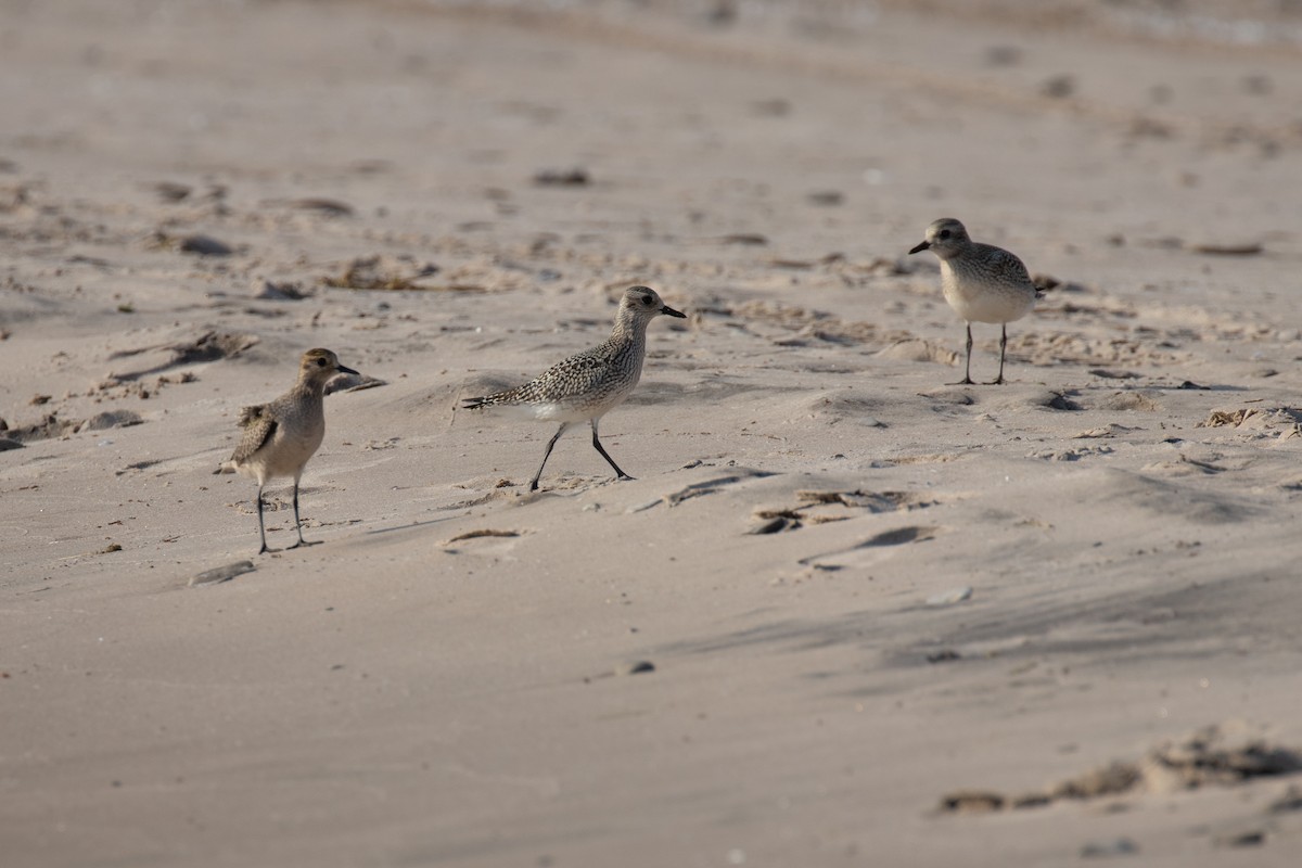 Black-bellied Plover - ML369302811