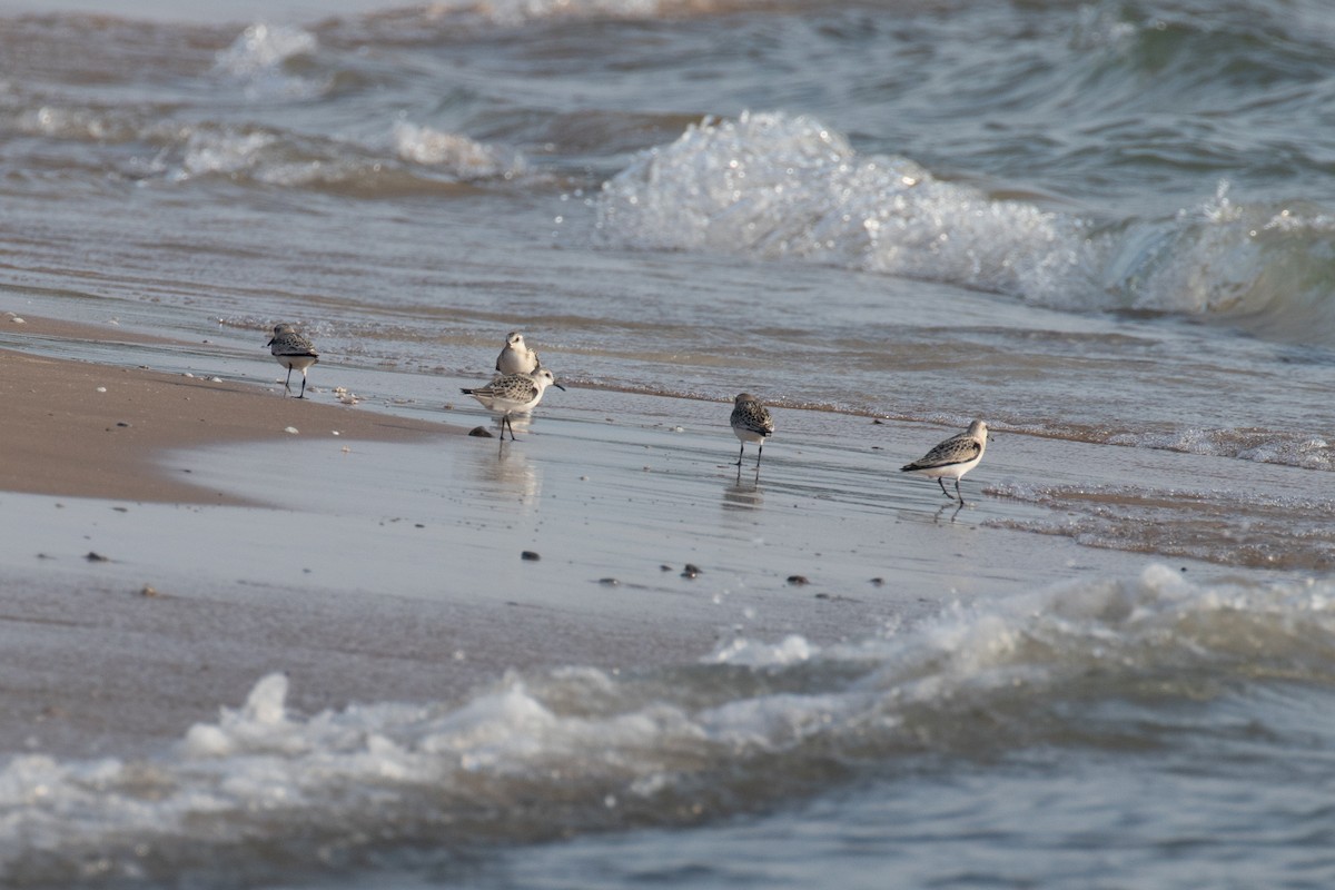 Bécasseau sanderling - ML369303041