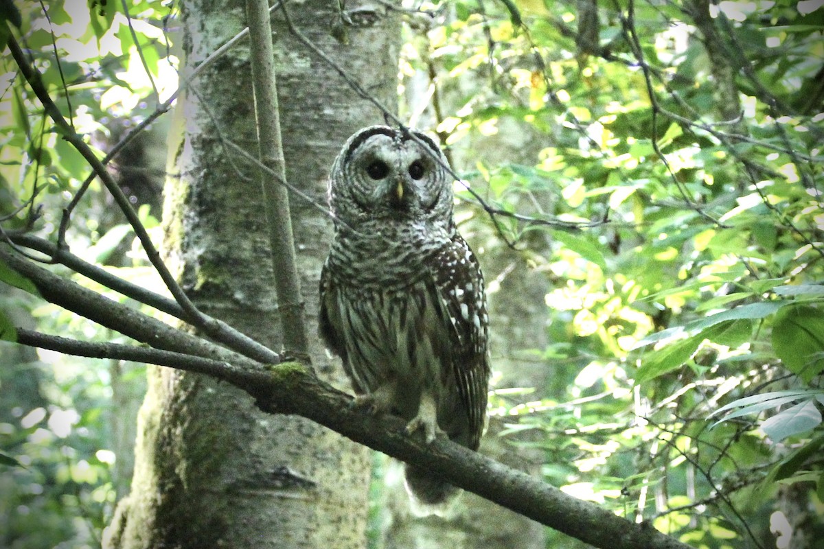 Barred Owl - ML369303051