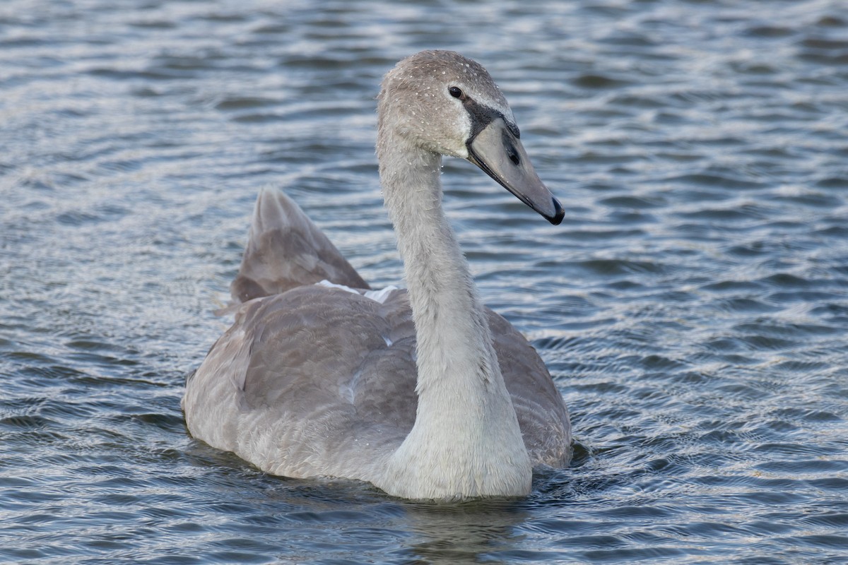 Mute Swan - ML369303481