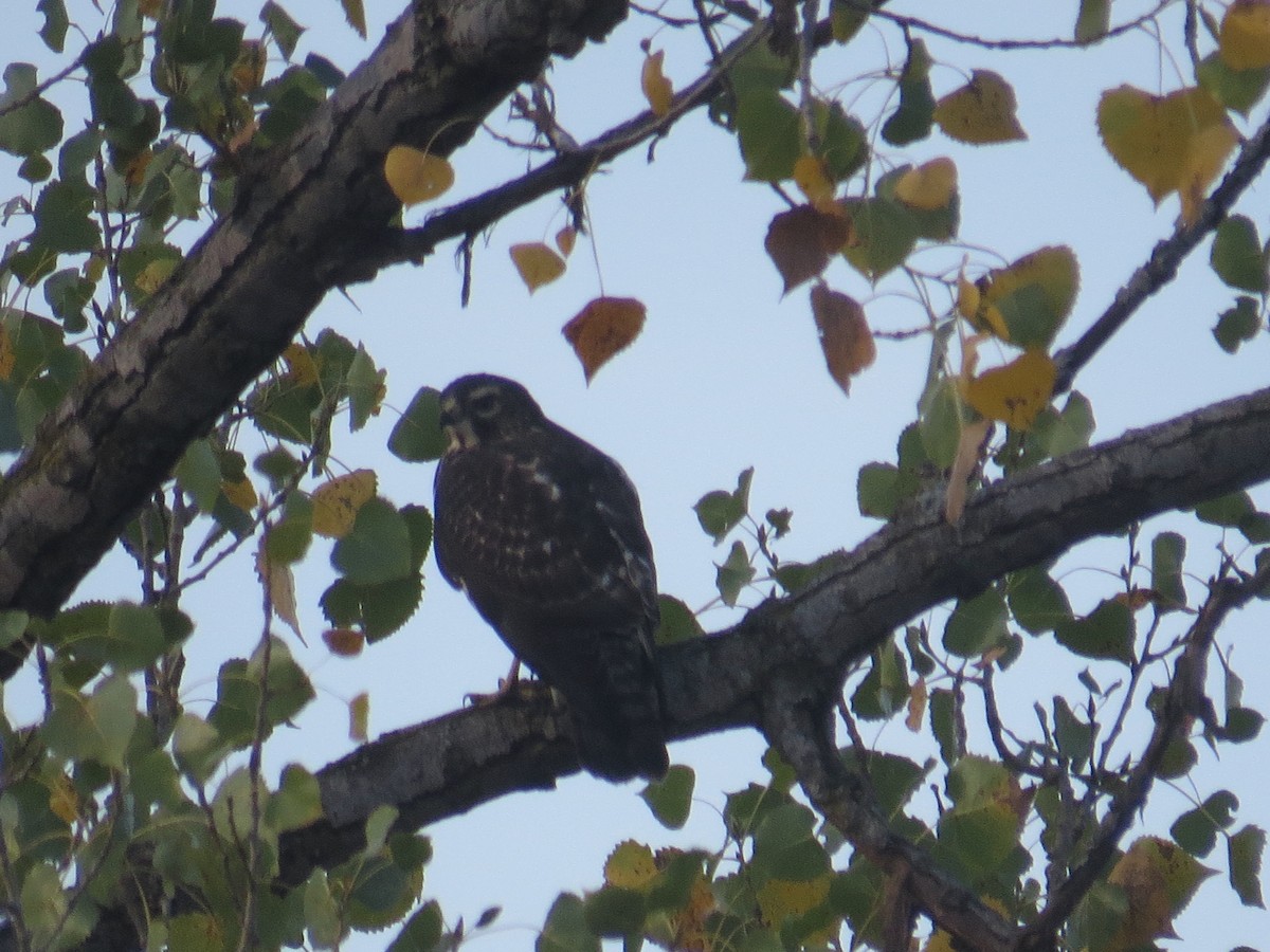 Broad-winged Hawk - ML369303861