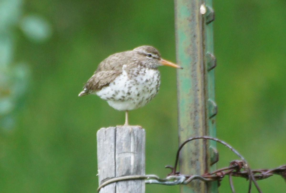 Spotted Sandpiper - ML369305271