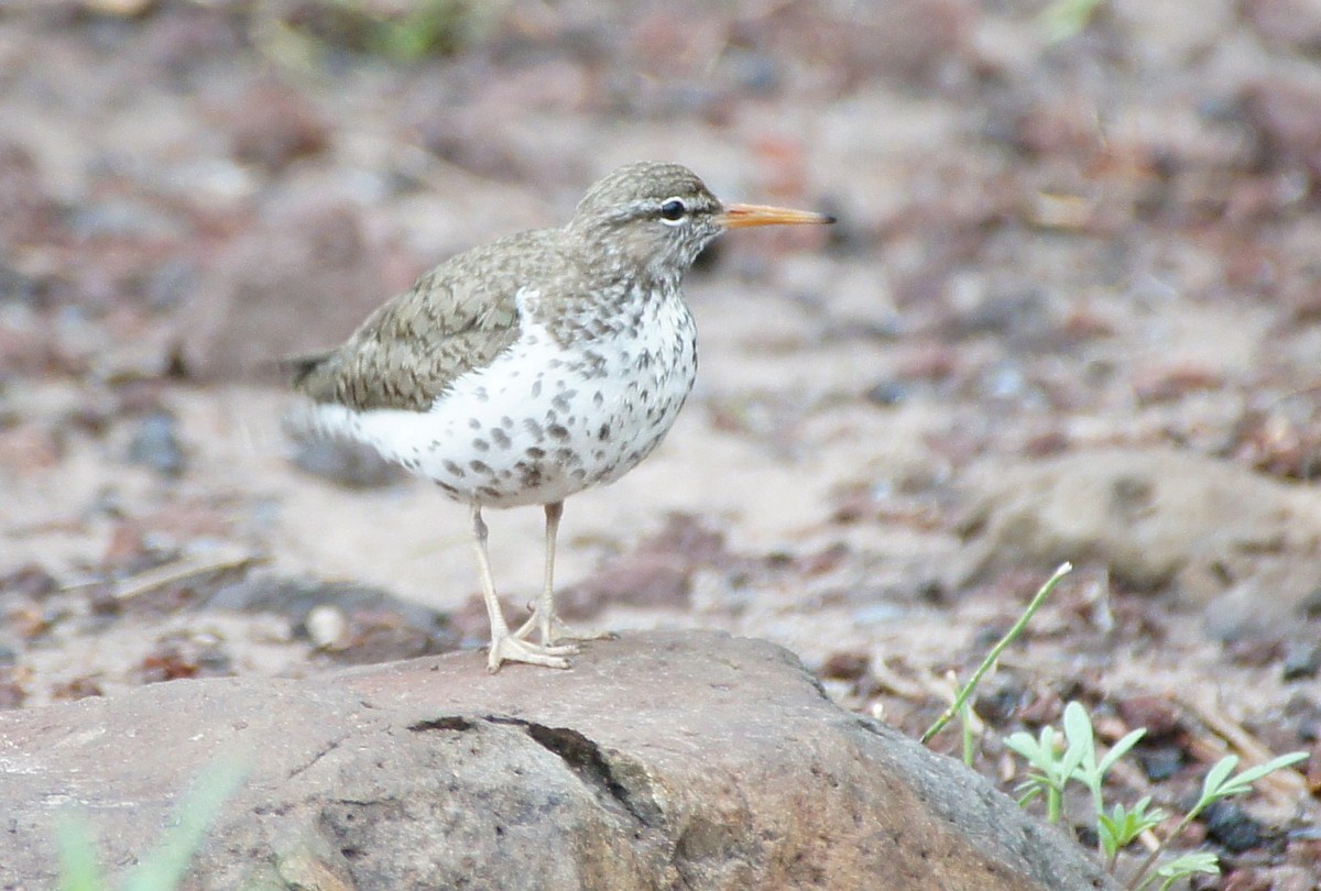 Spotted Sandpiper - ML369305291