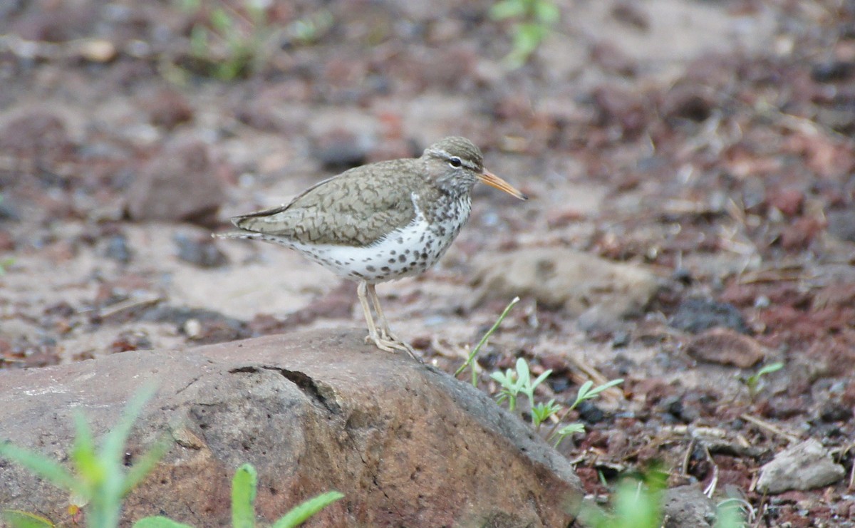 Spotted Sandpiper - Tommy DeBardeleben