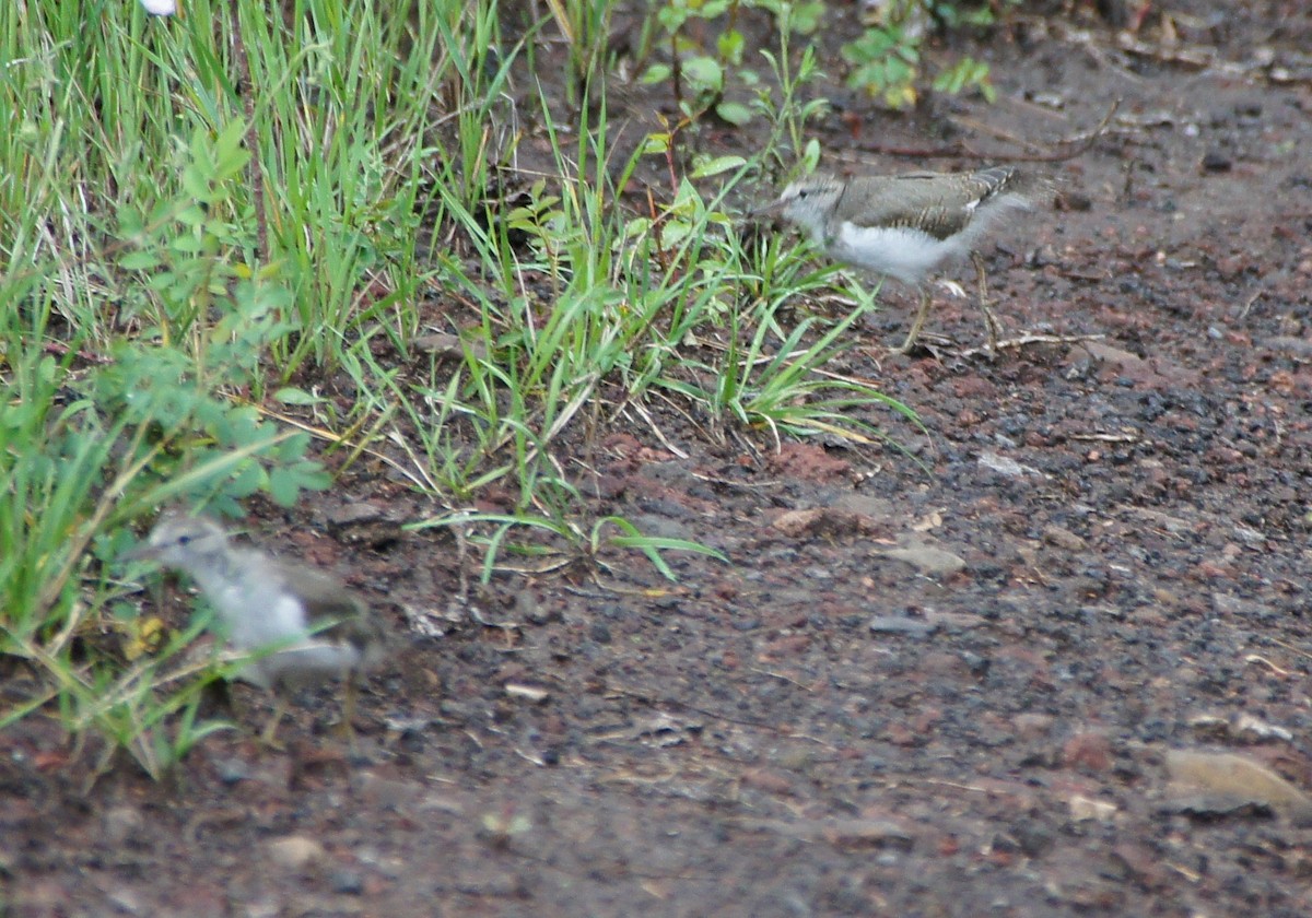 Spotted Sandpiper - Tommy DeBardeleben