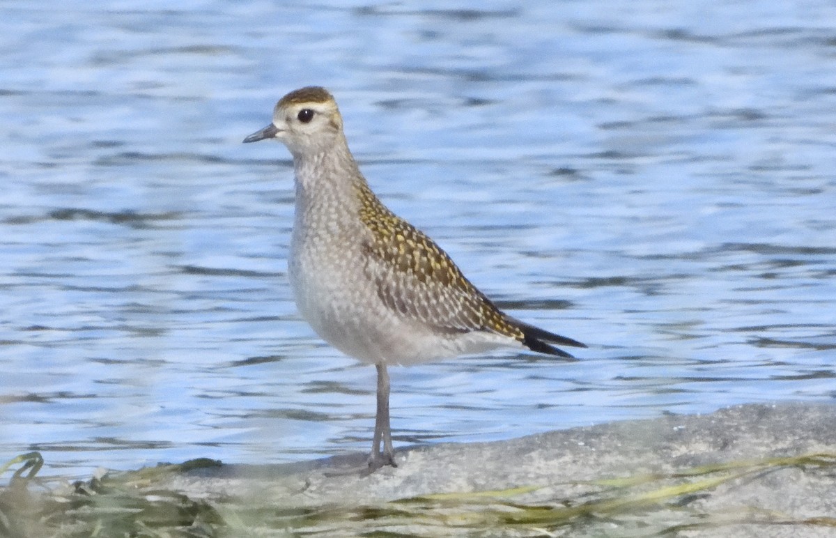 American Golden-Plover - Bernard Tremblay