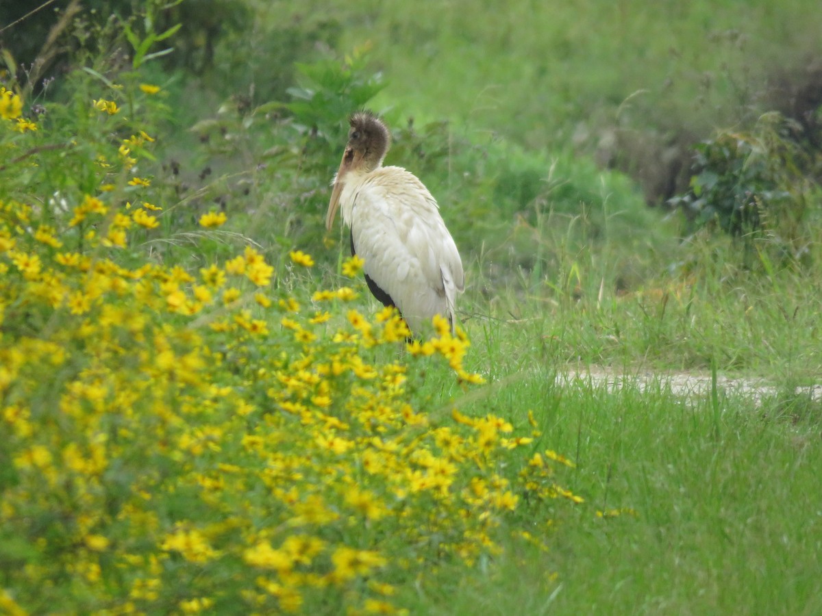 Wood Stork - ML369305771