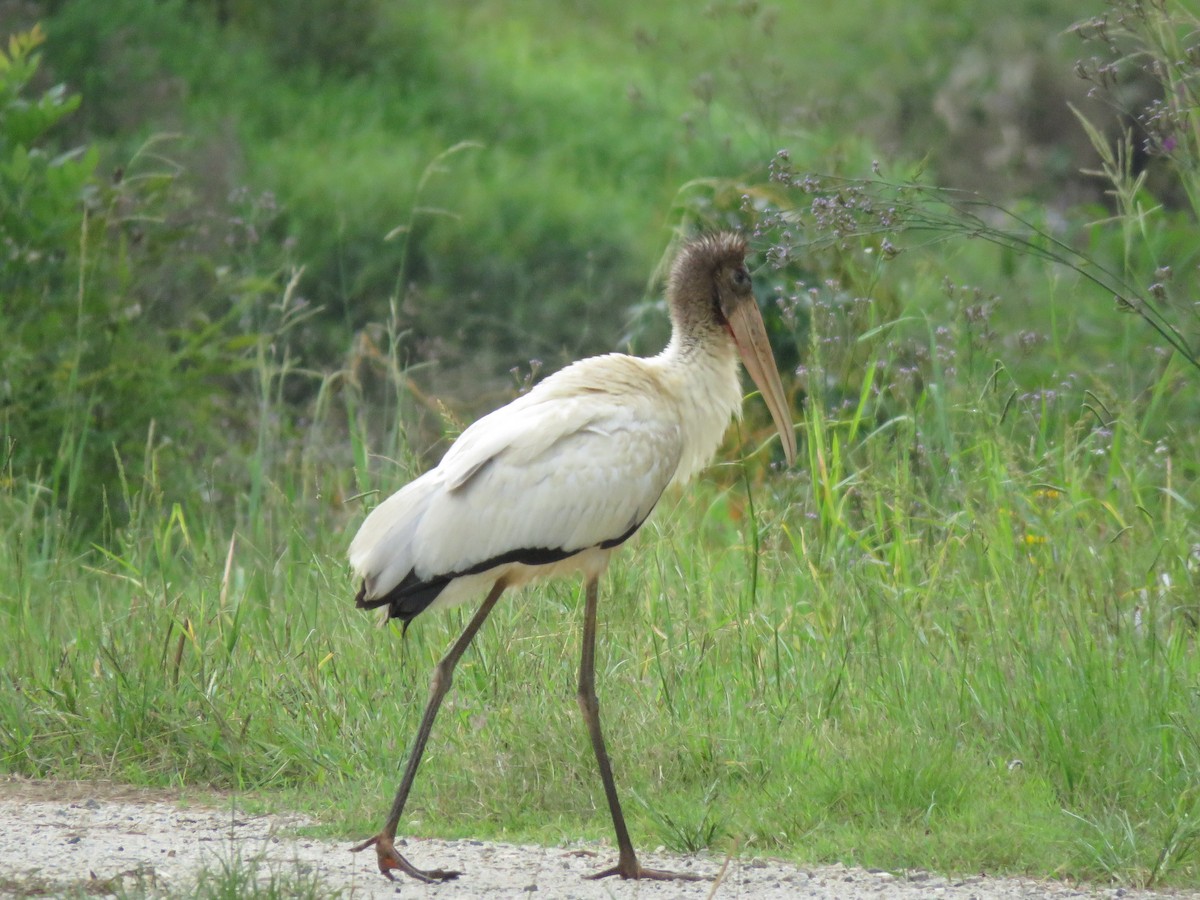 Wood Stork - ML369305801