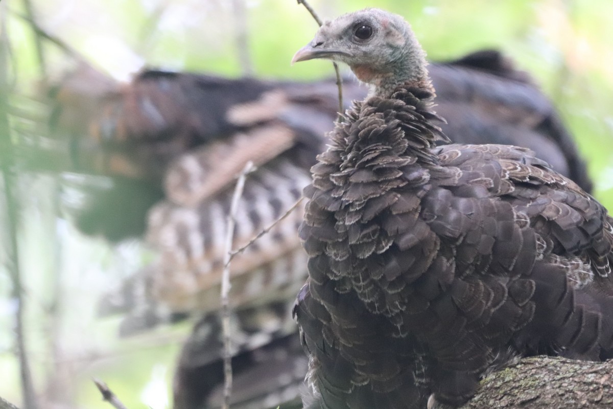 Wild Turkey - George Johnson