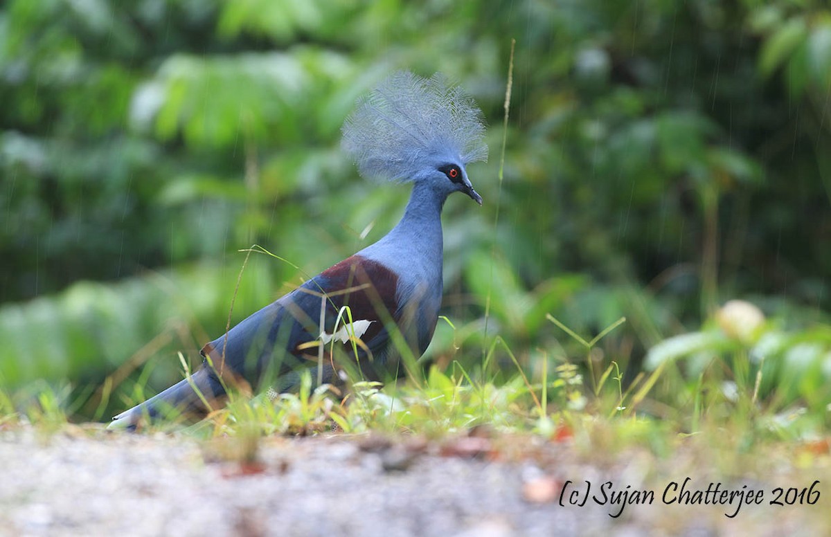 Western Crowned-Pigeon - ML36930801