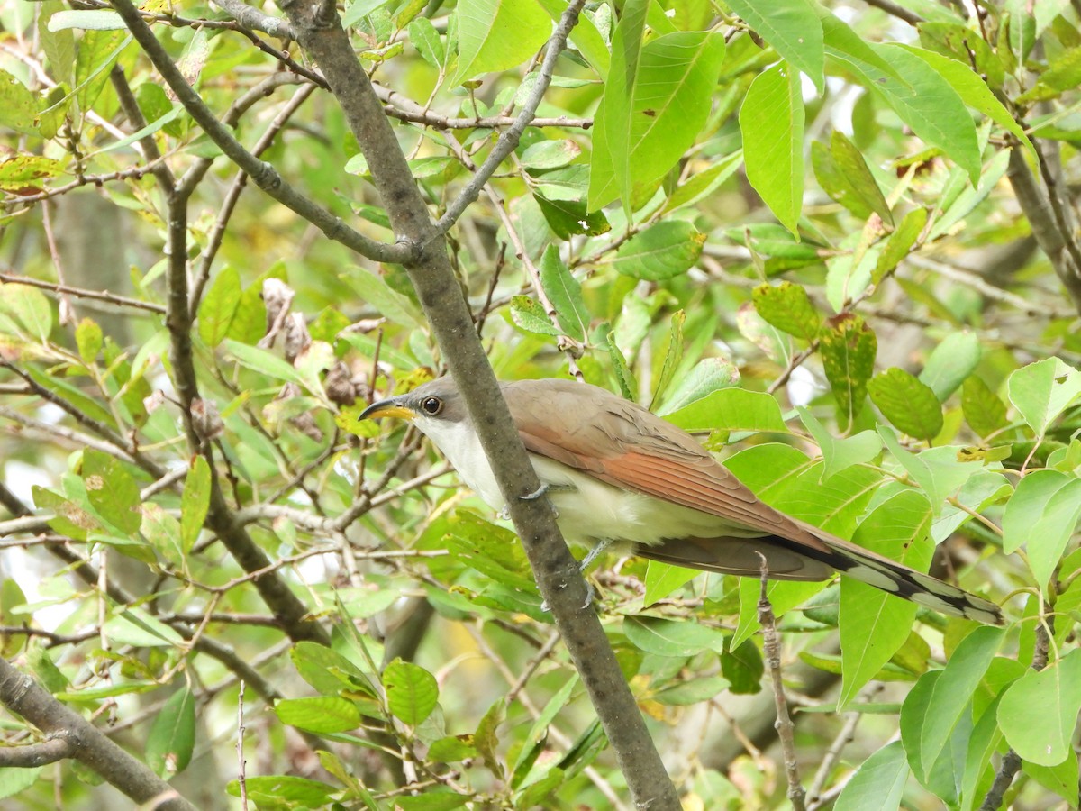 Yellow-billed Cuckoo - Marcie  Jacklin