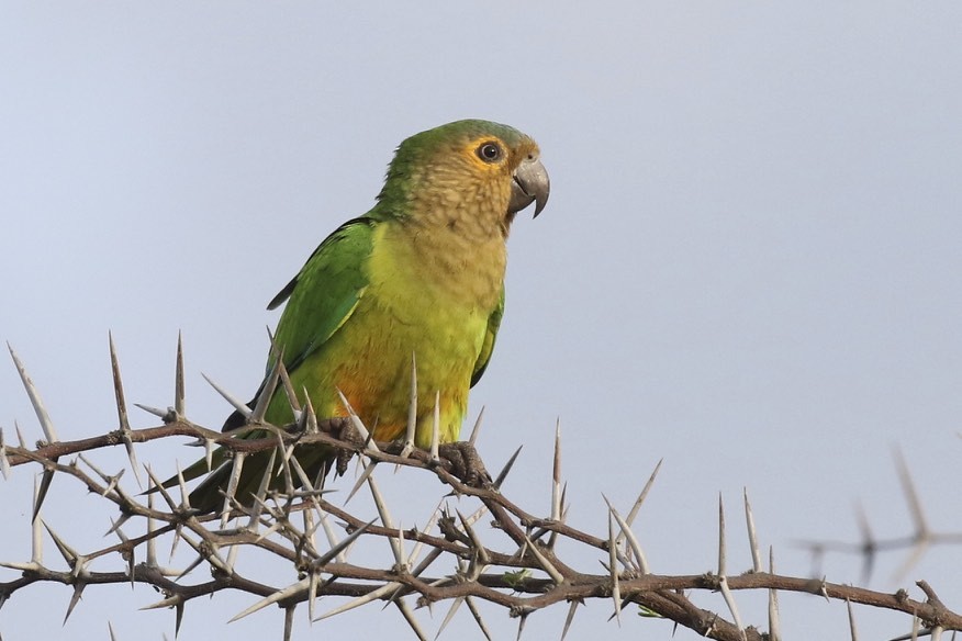 Aratinga Pertinaz - ML36931041