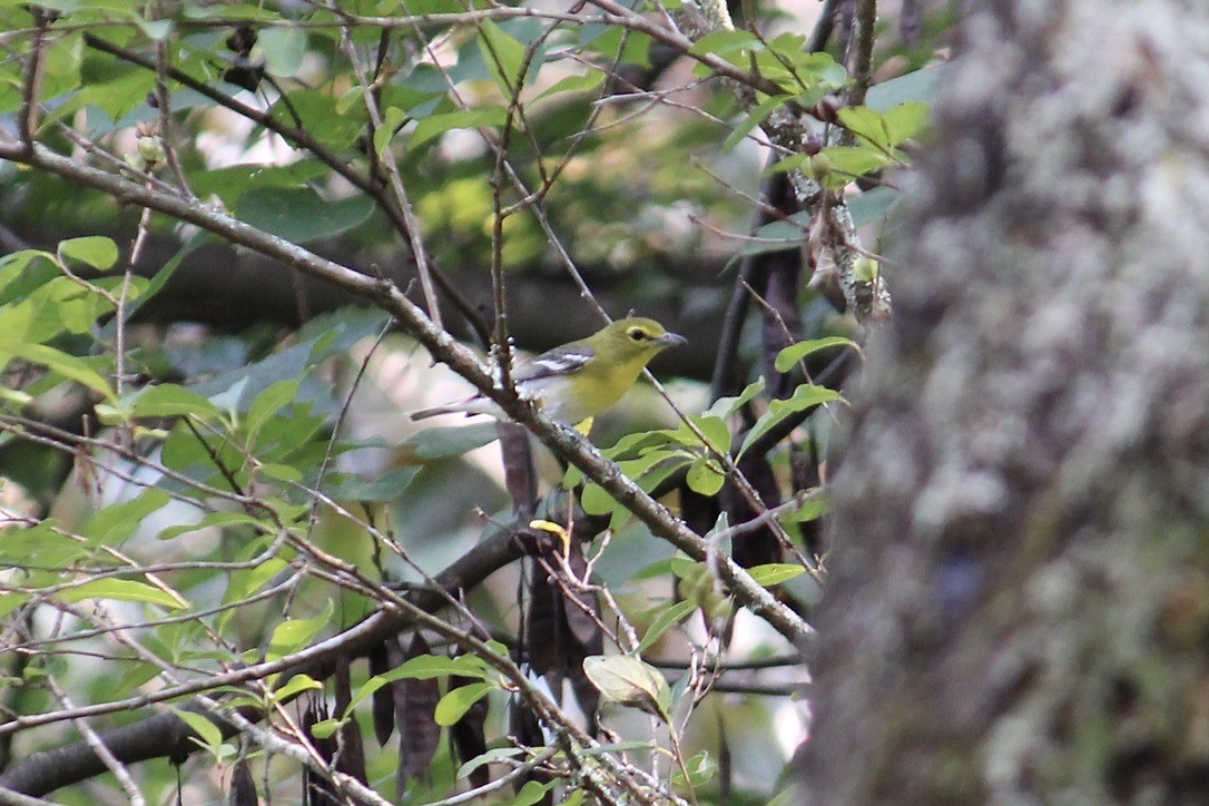 Yellow-throated Vireo - ML369310771