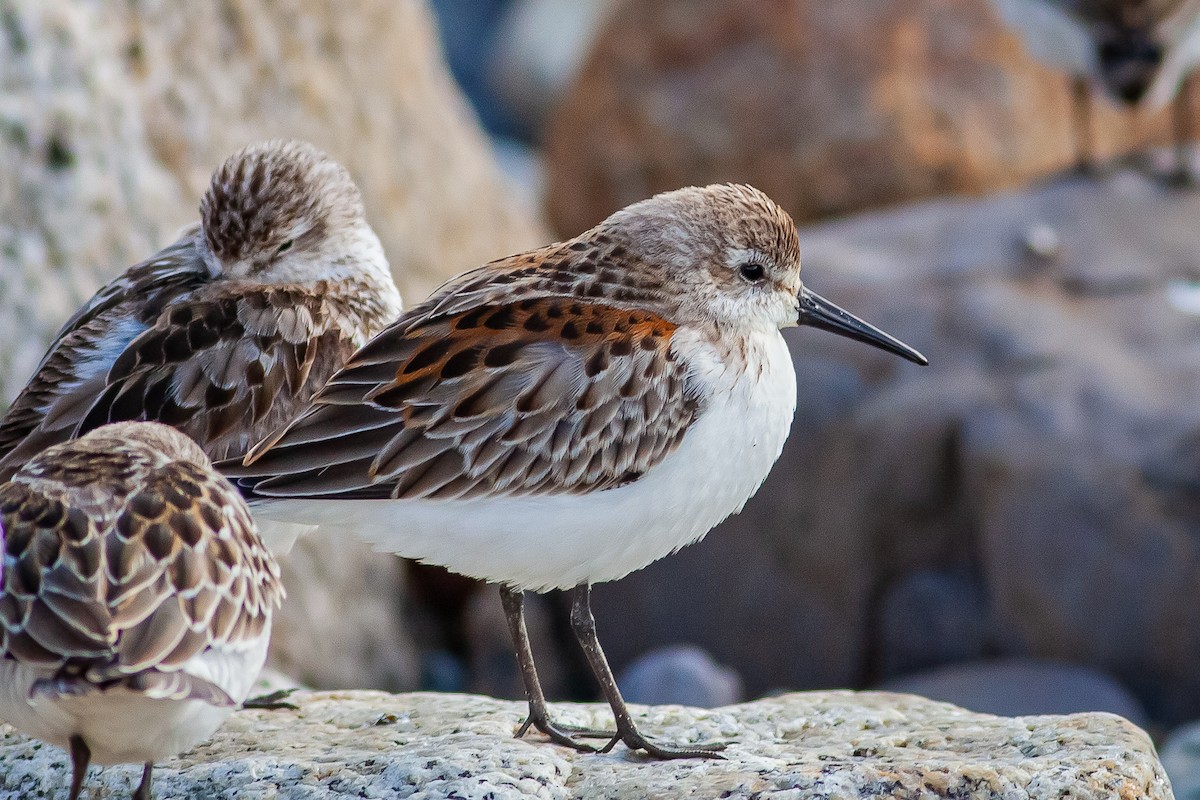 Western Sandpiper - ML369310961