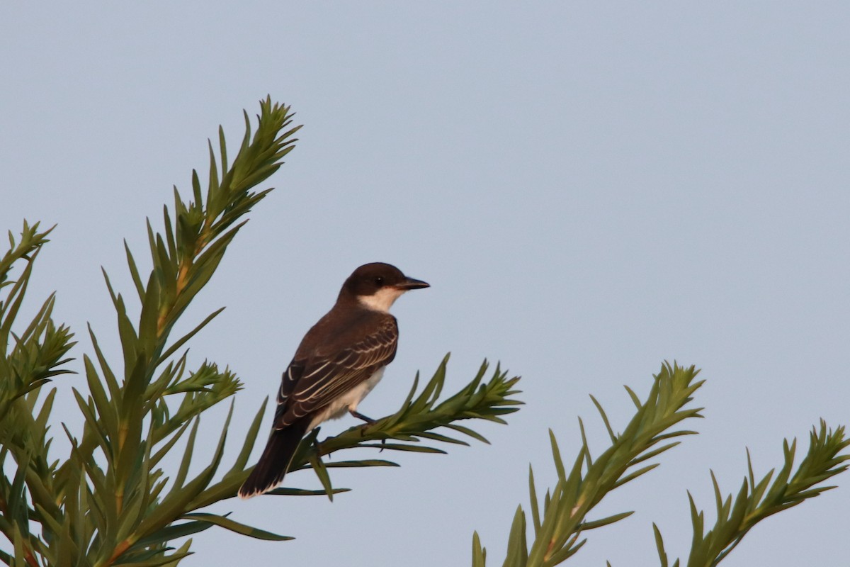 Eastern Kingbird - ML369311581